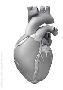 Solid-3D-Heart-Model